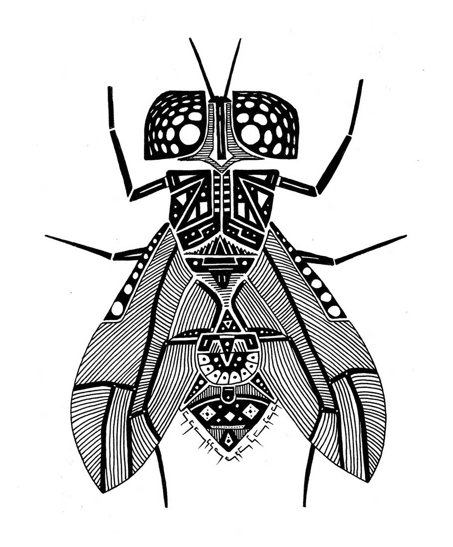 A pen and ink drawing of an insect using many different patterns and shapes.